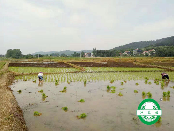 水稻基地